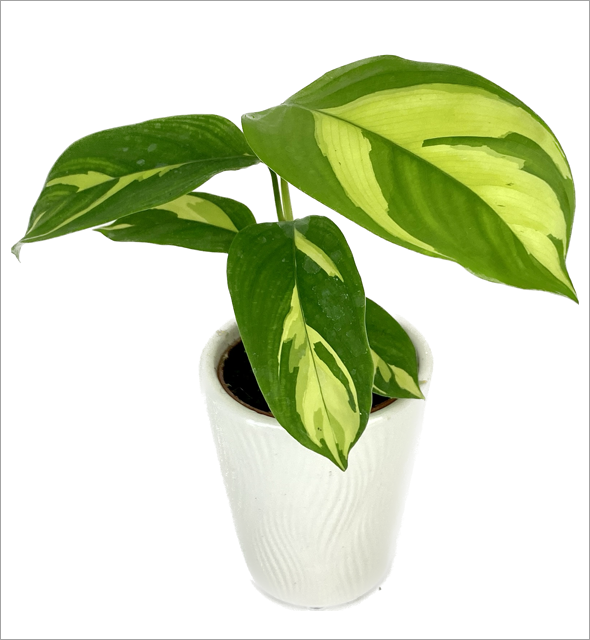 Ctenanthe 'Golden Mosaic'